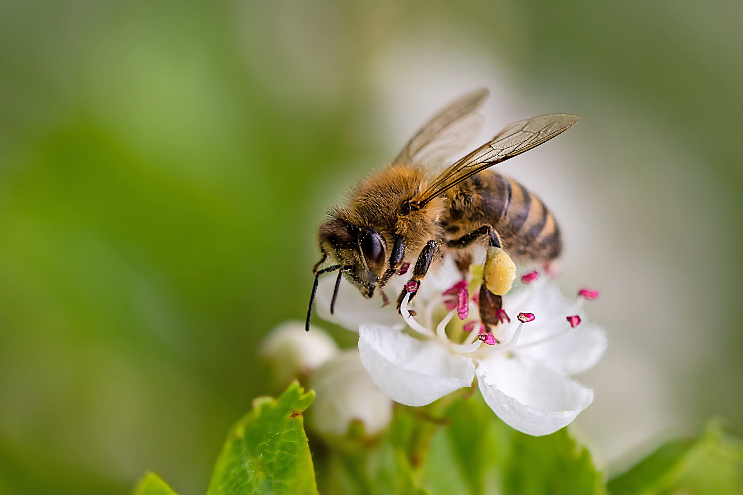 Close-up of a heavily loaded bee on a white flower on a sunny me