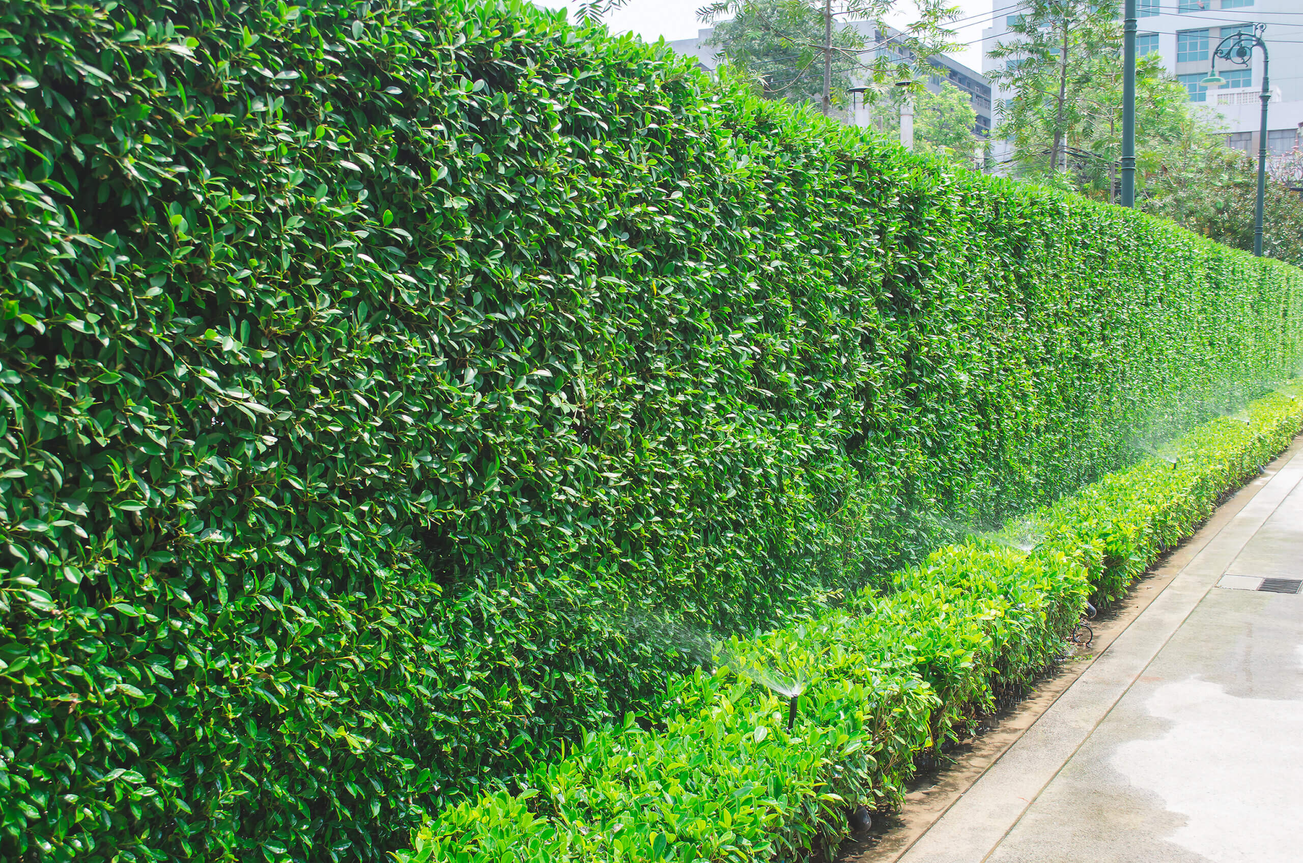 Lush green hedge lining a pathway.
