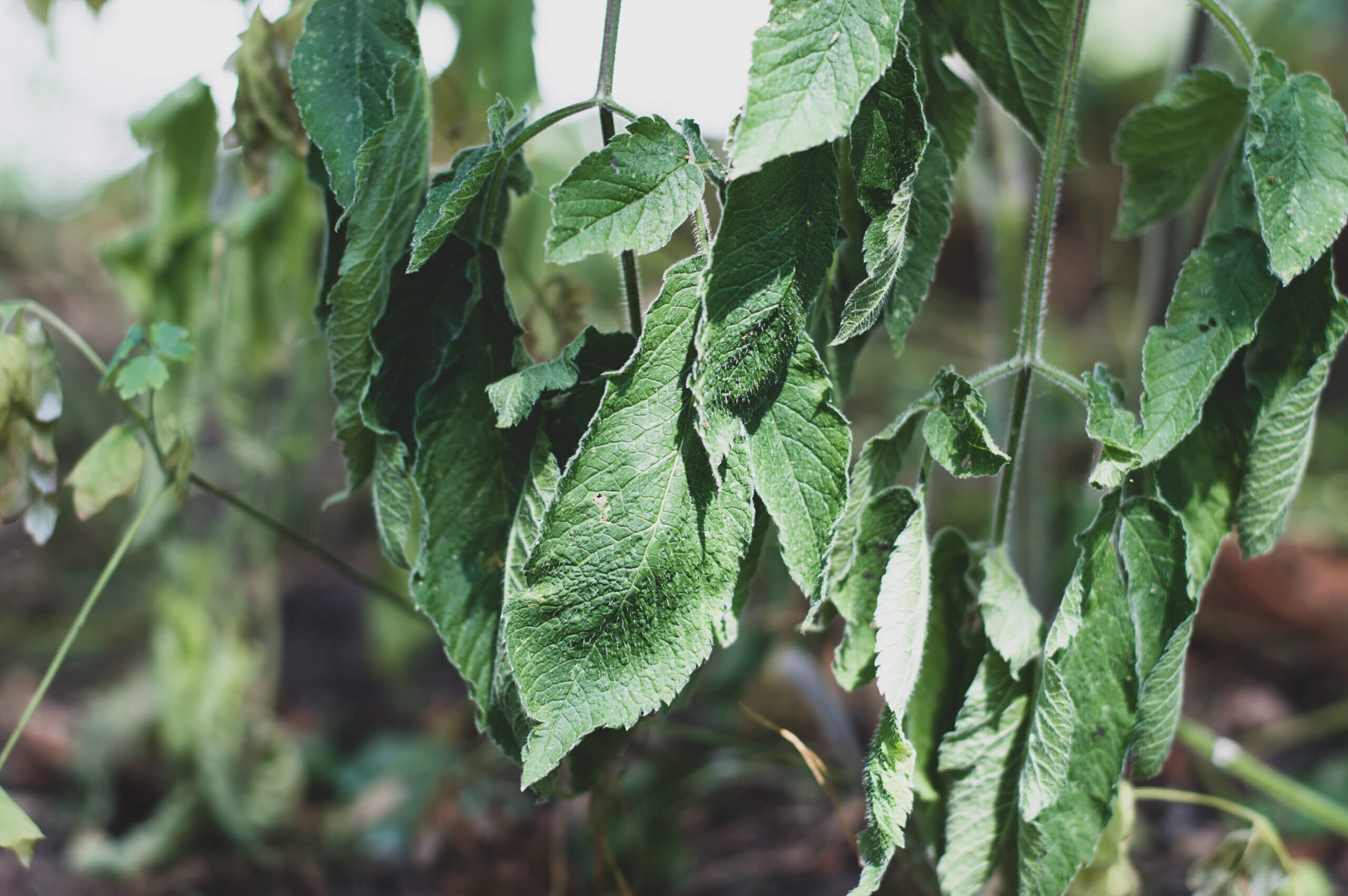 Dry weather, hot weather. Wilted plants in extreme heat