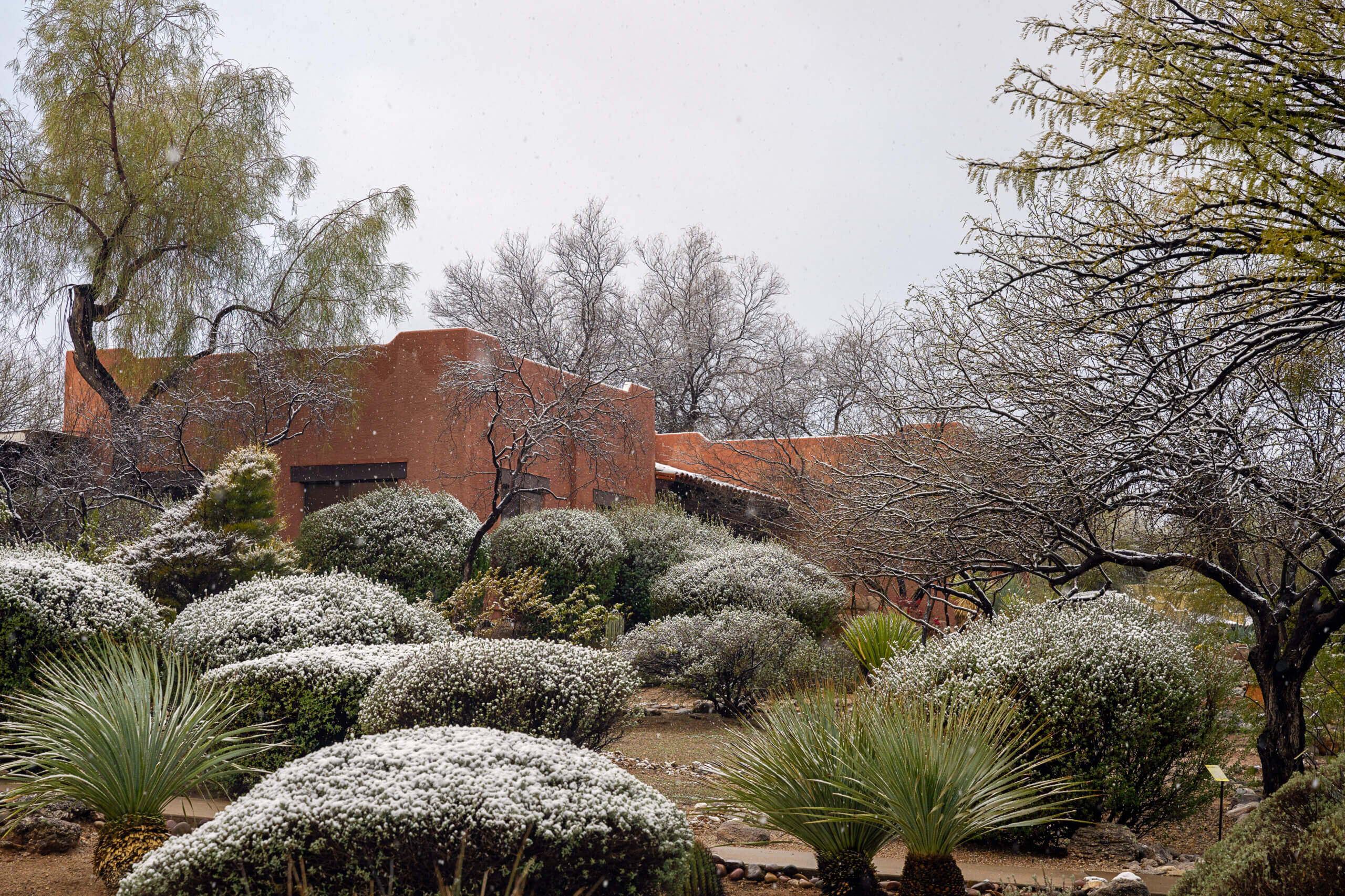 2023-12-31 THE BACK OF A BUILDING AT CANYON RANCH WITH LANDSCAPED FOLIAGE AND TREES DURING A FREAK SNOW FALLL IN ARIZONA NEAR TUCSON