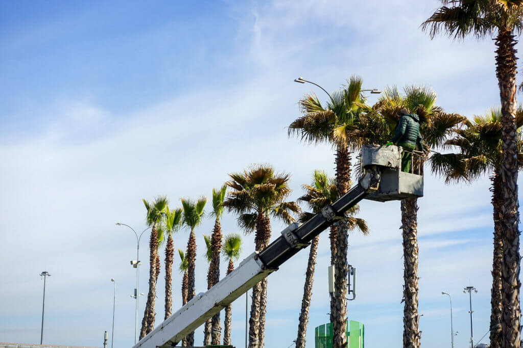Palm Tree Pruning - Complete Landscaping