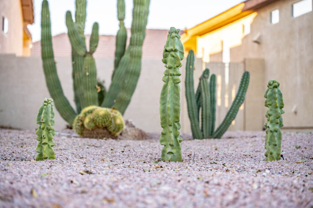 Plant Installation Ideas - Complete Landscaping