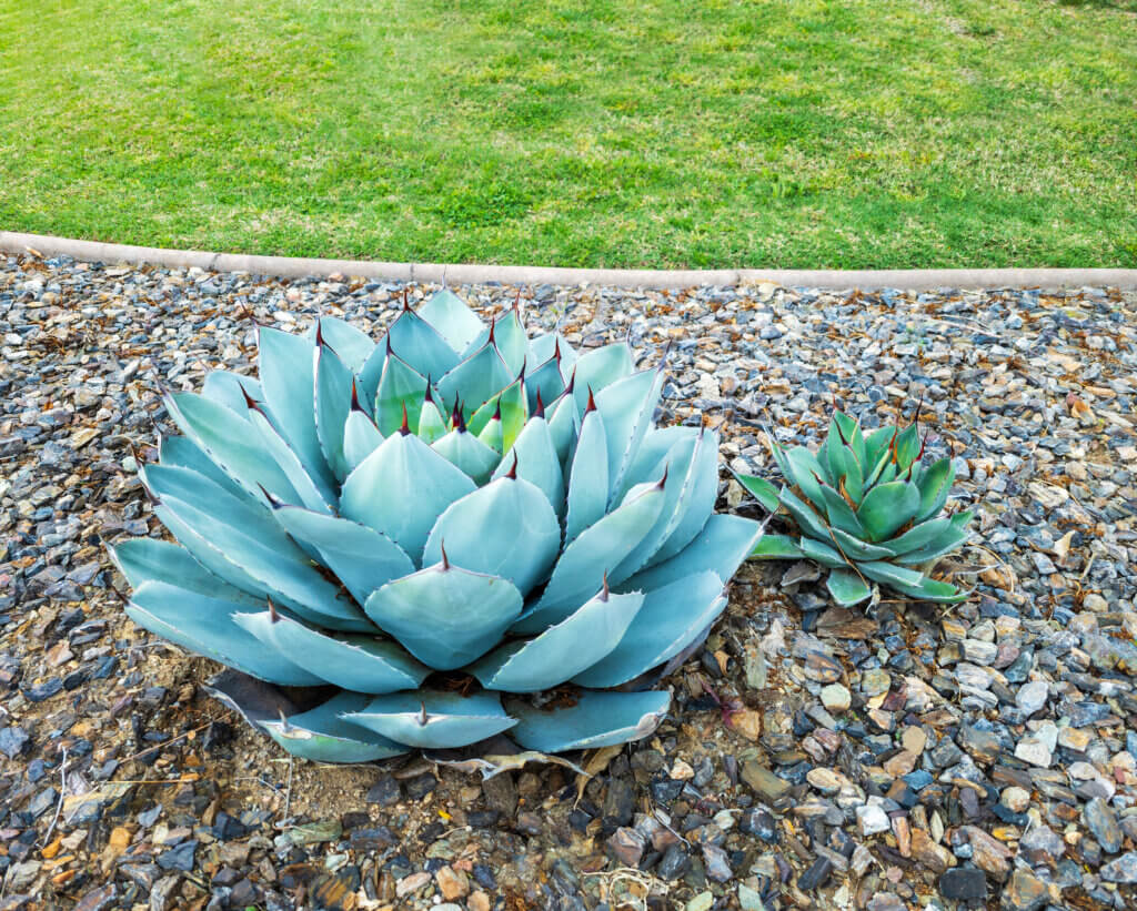 Landscaping Plants - Complete Landscaping