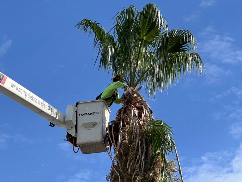 Tree Pruning - Complete Landscaping