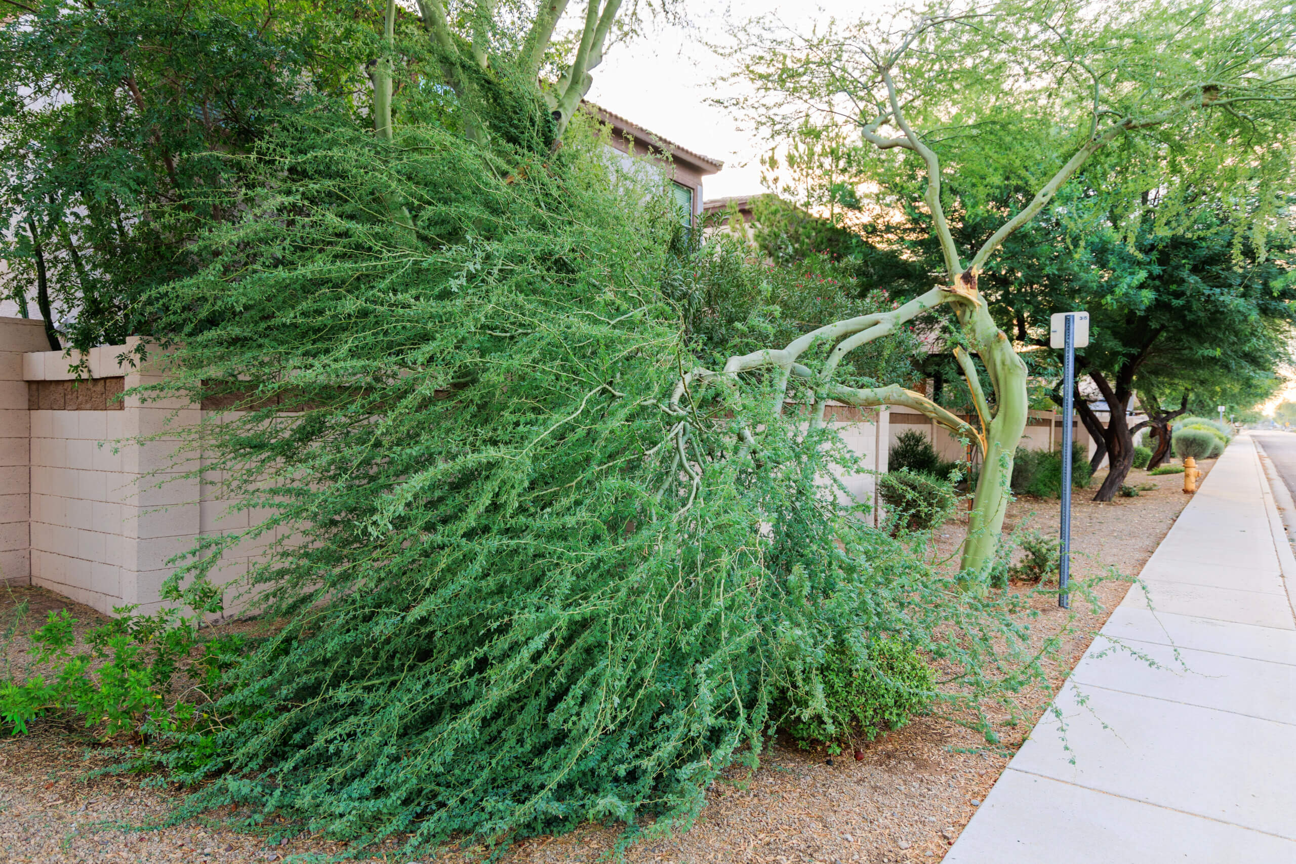 Aftermath of severe monsoon storm with broken Palo Verde tree leaning over roadside next to sidewalk during an overcast early morning, Phoenix, Arizona