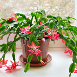 Best Plants to Give as Gifts