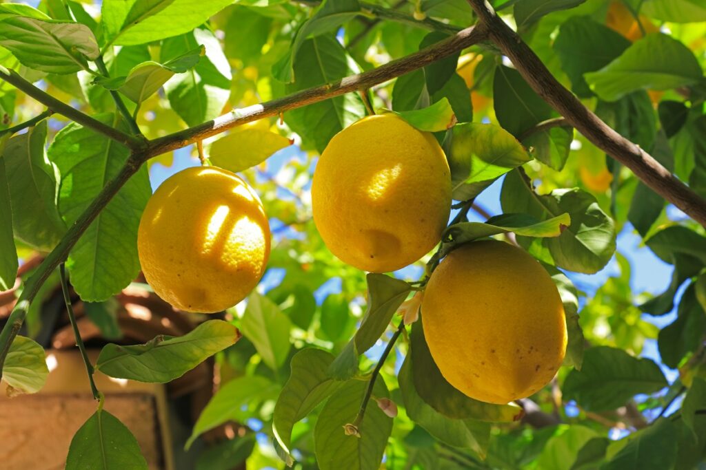 Can You Grow Fruit in Tucson? Complete Landscaping