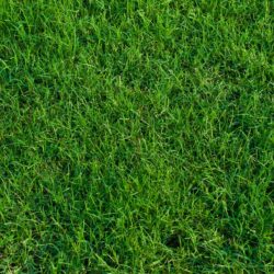What You Need to Know About Caring for Your Bermuda Grass