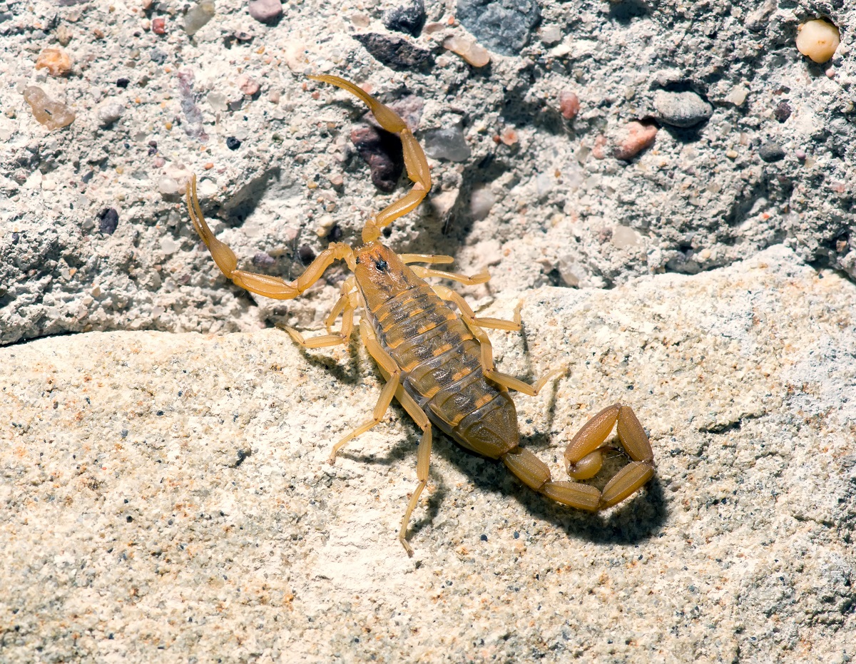 Arizona bark scorpion - Centruroides exilicauda (formerly C. sculpturatus) - small light brown scorpion common to the Sonoran Desert in southwest United States and northwestern Mexico