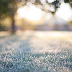 Winter Lawn Care Tips