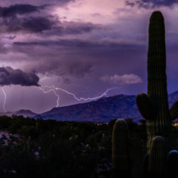 Proactive Tree Care for Monsoon Season