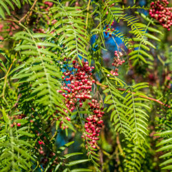 Fantastic Shade Trees to Plant in Your Yard