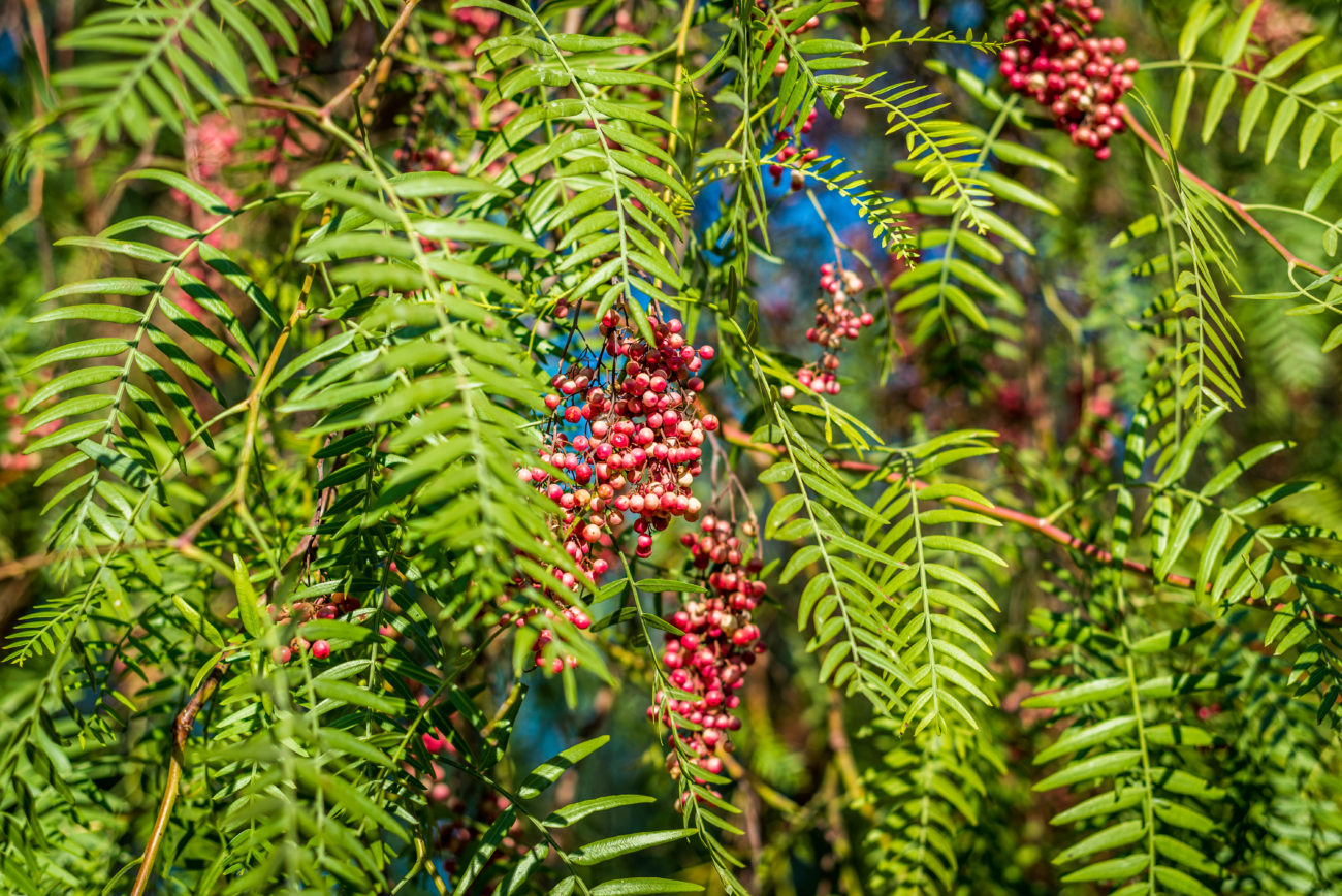 California pepper tree/Schinus molle/ with fruits