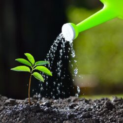A Guide to Seasonal Watering Requirements