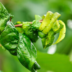 Spotting the Signs of Tree Pests