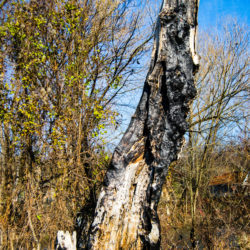 Common Questions about Lightning-Struck Trees