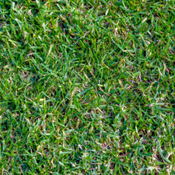 Tips for Keeping Your Buffalo Grass Lawn Healthy