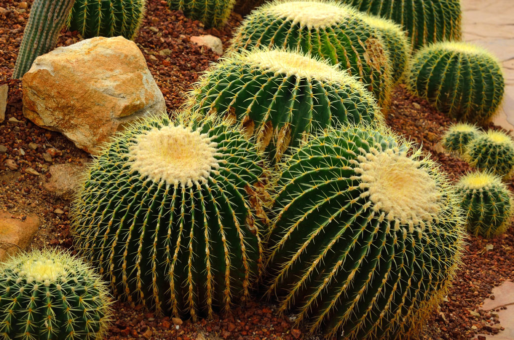 FAQs and Answers About the Golden Barrel Cactus - Complete Landscaping