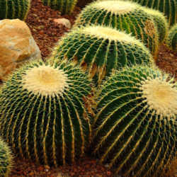FAQs and Answers About the Golden Barrel Cactus