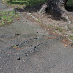 What to Do When Tree Roots Invade Important Features