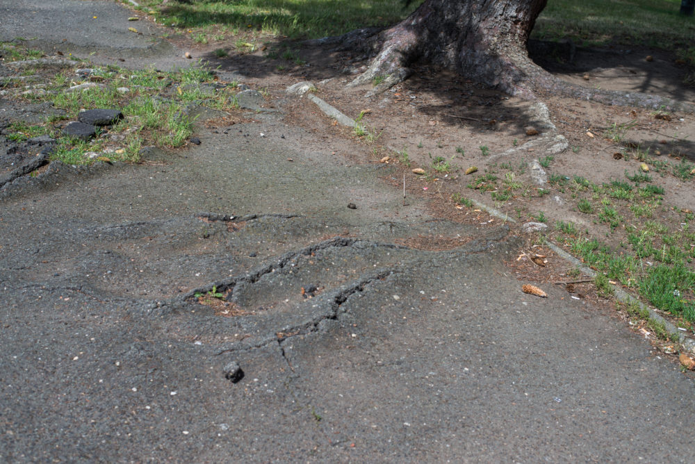 close up on tree roots destroying a asphalt