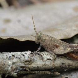 What to Do When Insects Are Taking Over Your Garden