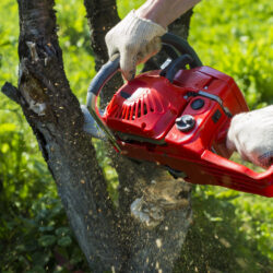 DIY Tree Removal: Why It’s a Bad Idea