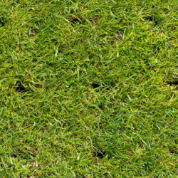 Should You Aerate Your Lawn?