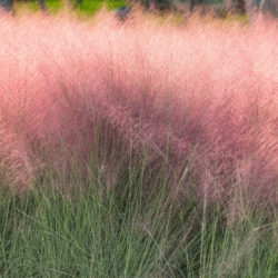 Ornamental Grasses Suitable for Arizona Landscapes