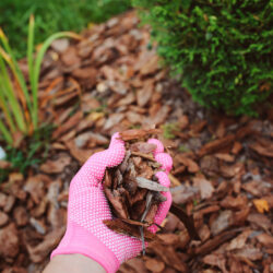 The Dos and Don’ts of Mulching