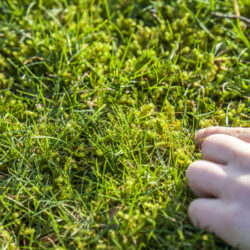 Tips for Preventing Common Lawn Problems