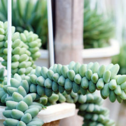 How to Care for the Burro’s Tail Succulent