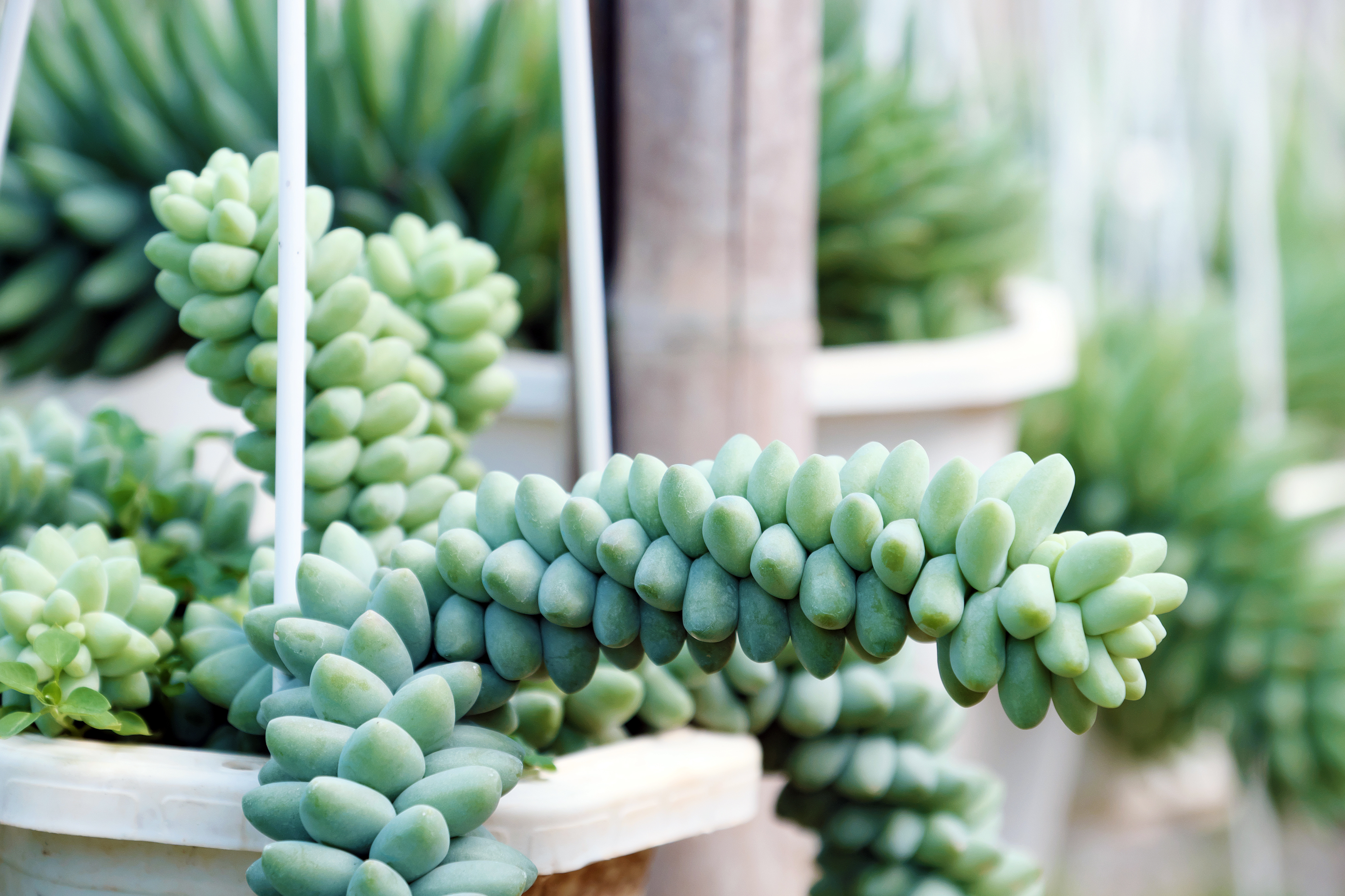 Group of Sedum burro tail hang on frame in flower garden, close up of succulent cacti with green background, a kind of houseplant so beautiful