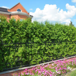 What to Know about Privacy Hedges