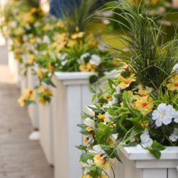 Quick Landscaping Tips for Better Curb Appeal
