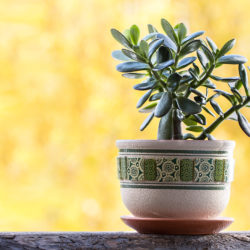 What to Know about Growing Jade Plants