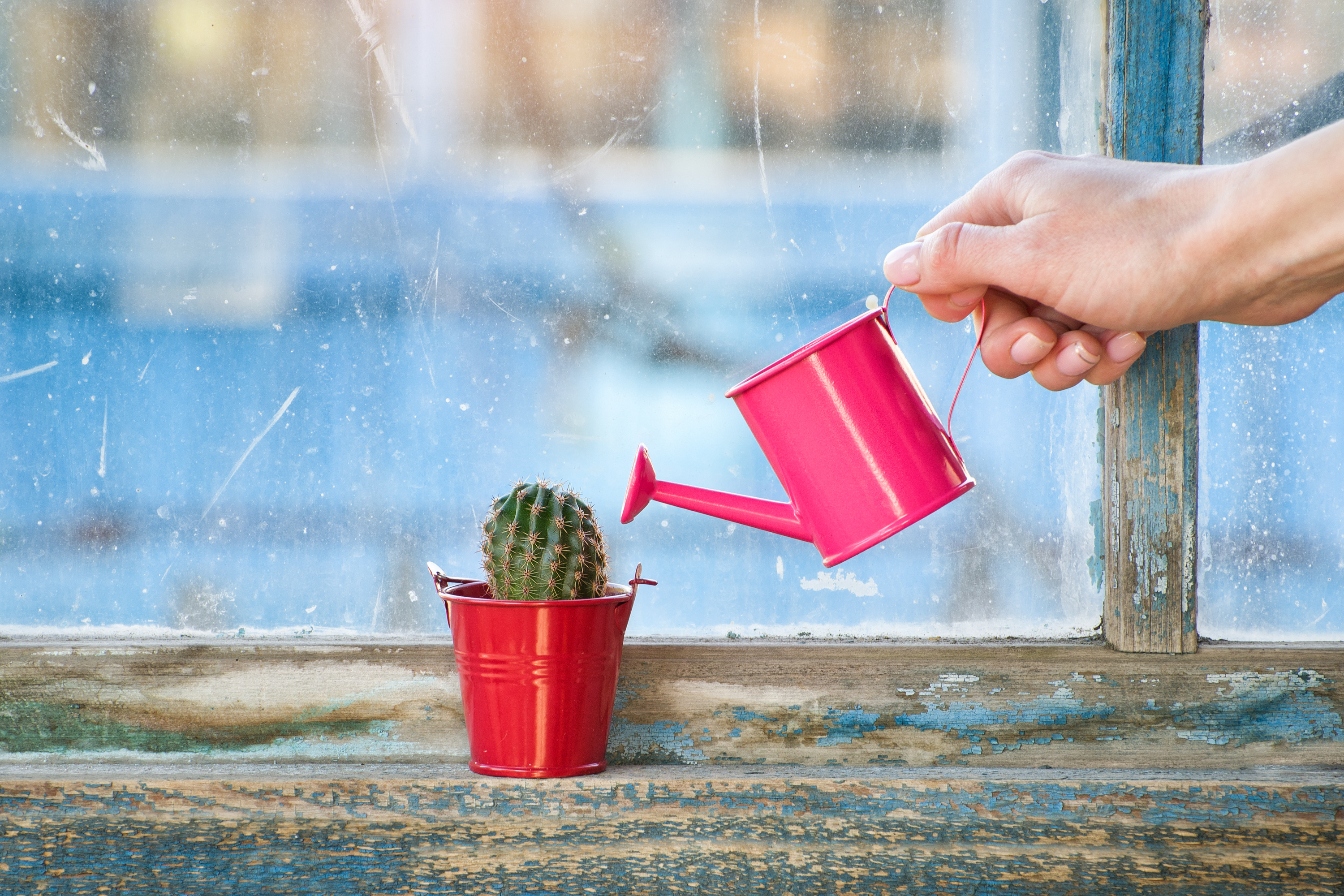 Small pink watering can in a female hand watering a cactus on an old window