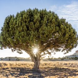 Tips for Choosing Tall Trees for Your Tucson Landscaping