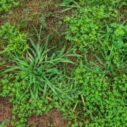 What You Need to Know About Weed Management