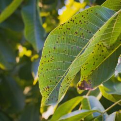 Do You Know These Signs of Common Tree Diseases?