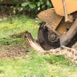 Understanding the Role of the Arborist