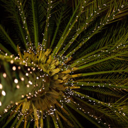 How to Use Holiday Lights on Palm Trees