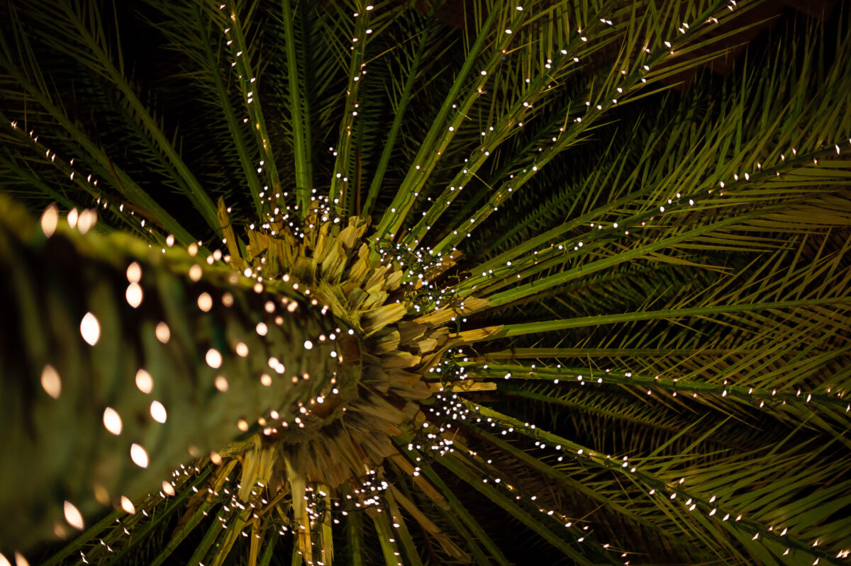 Palm tree decorated with light garland