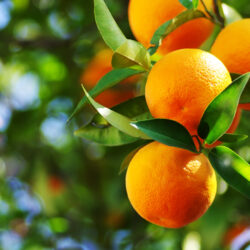 FAQs and Answers About Growing Citrus Trees