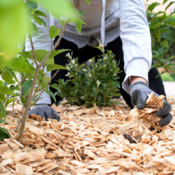 Creating a Low-Maintenance Landscape for Busy Homeowners
