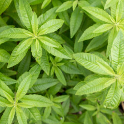 A Look at Herbs You Can Grow in Tucson