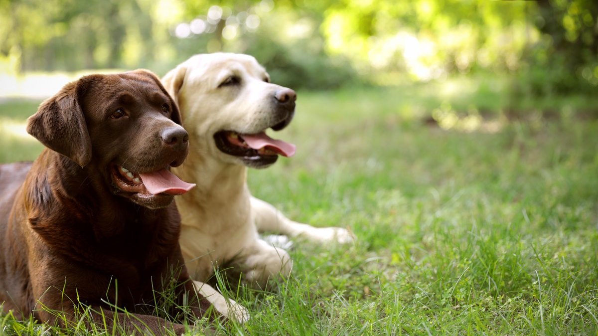 Cute Labrador Retriever dogs on green grass in summer park. Space for text