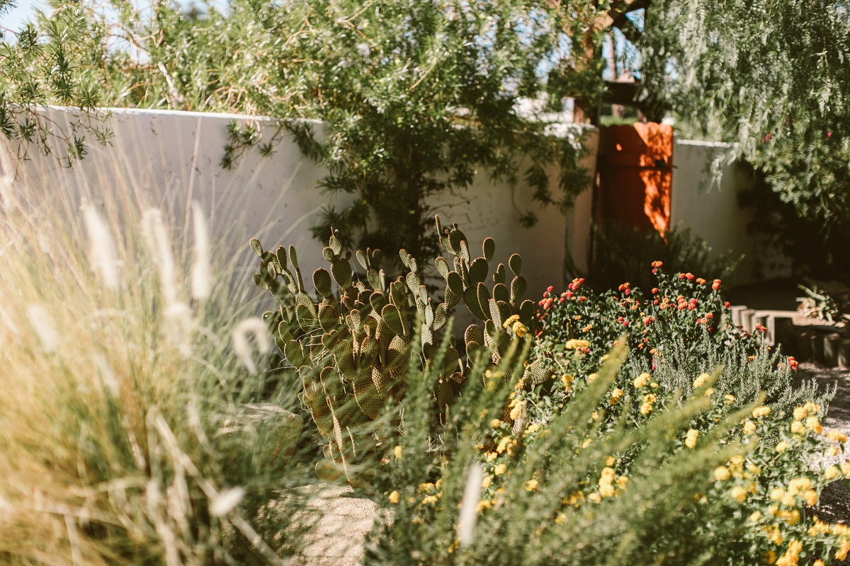 drought tolerant desert garden