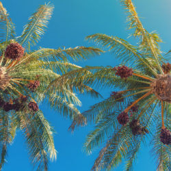 How to Germinate a Date Palm