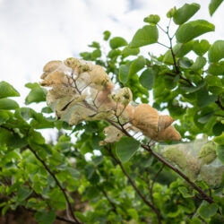 Is Your Landscape Infested with Spider Mites?